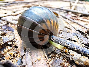 A woodlouse woodlice is a crustacean from the monophyletic suborder Oniscidea within the isopods.