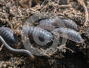 Woodlouses and millipede in cow dung