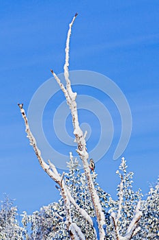 Woodpacker in a tree