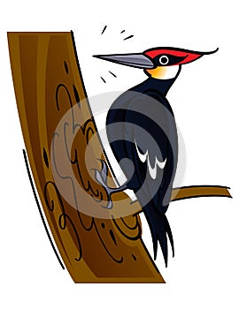 Woodpecker