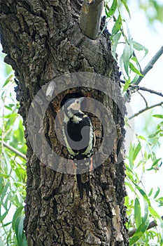 Woodpecker