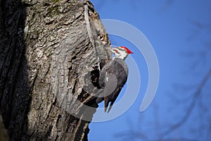 Woodpecker