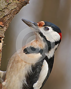 Pájaro carpintero 