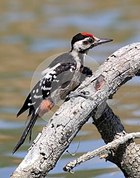 WOODPECKER