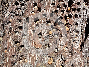 Woodpecker Acorns in Pine Bark