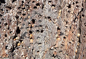 Woodpecker Acorns in Pine bark, Saving for the Winter