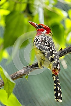 Woodpecker bird