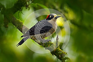 Woodpecker bird. Black-cheeked Woodpecker, Melanerpes pucherani, sitting on the branch in the green forest. Tropic woodpecker in photo