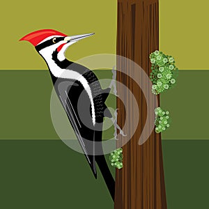 Woodpecker bird illustration