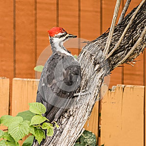 Woodpecker bird landed on tree trunk with fence and house siding background