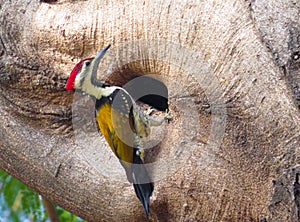 Woodpecker Bird Looking in Sky