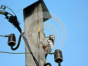Woodpecker bird sitting on electric post and eating