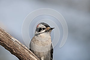 Woodpecker bird stock photos.  Woodpecker bird close-up profile view perched with blurbackground. Image. Picture. Portrait