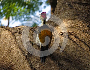 Woodpecker Bird on Tree.