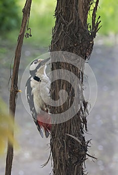 Woodpecker bird on tree macro photography in the park