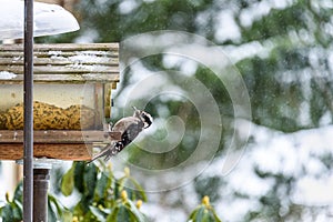 Woodpecker on a birdfeeder looking for seeds on a snowy winter day