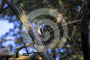 Woodpecker on branch photo