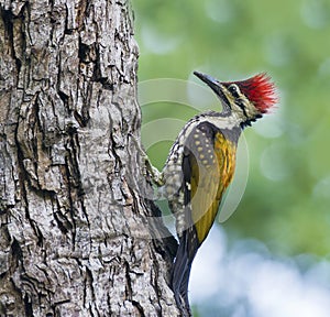 Woodpecker on the branch