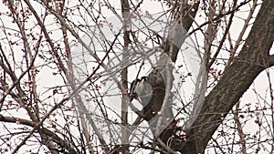 Woodpecker on a burgeoning tree