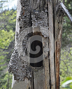 Woodpecker cave in a dead tree stump