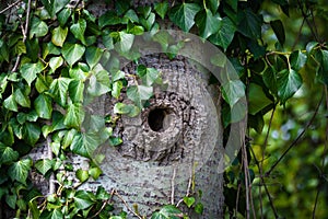 Woodpecker cavity on a trunck photo