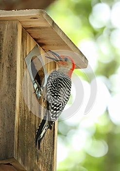 Woodpecker checking on his baby chicks