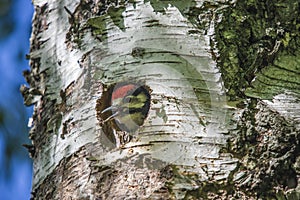 Woodpecker chick looks astonished at the vast world