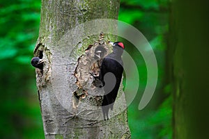 Woodpecker with chick in the nesting hole. Black woodpecker in the green summer forest. Wildlife scene with black bird in the