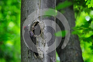 Woodpecker with chick in the nesting hole. Black woodpecker in the green summer forest. Wildlife scene with black bird in the