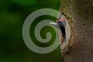 Woodpecker with chick in the nesting hole. Black woodpecker in the green summer forest. Wildlife scene with black bird in the