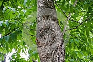 Woodpecker chick peeks out