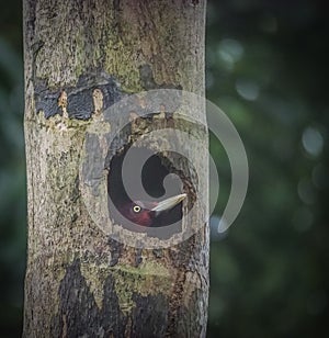 Woodpecker chick Views around Costa Rica