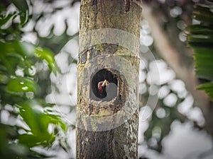 Woodpecker chick Views around Costa Rica