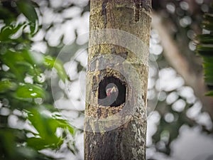 Woodpecker chick Views around Costa Rica