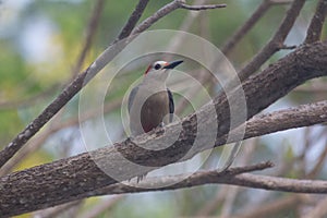 Woodpecker chilling