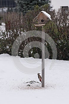 Woodpecker climbs at the birdhouse