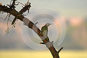 woodpecker climbs the tree
