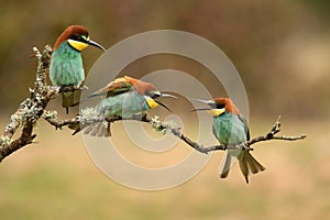 Woodpecker climbs the tree