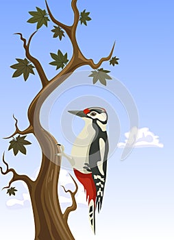 Woodpecker clinging to a tree trunk