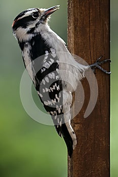 Woodpecker clings to the deck post