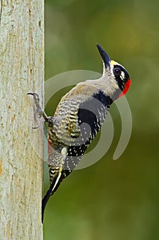 Woodpecker from Costa Rica, Black-cheeked Woodpecker, Melanerpes pucherani, sitting on the branch with nest hole, bird in the