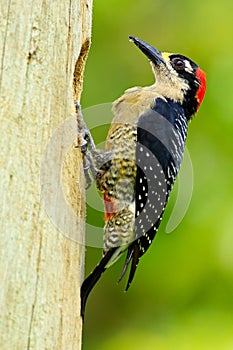 Woodpecker from Costa Rica, Black-cheeked Woodpecker, Melanerpes pucherani, sitting on the branch with nest hole, bird in the natu photo