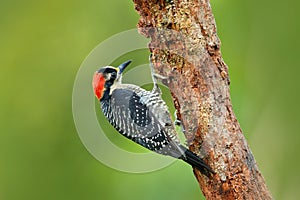 Woodpecker from Costa Rica, Black-cheeked Woodpecker, Melanerpes pucherani, sitting on the branch with nest hole, bird in the natu