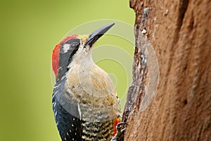 Woodpecker from Costa Rica, Black-cheeked Woodpecker, Melanerpes pucherani, sitting on the tree trunk with nesting hole, bird in