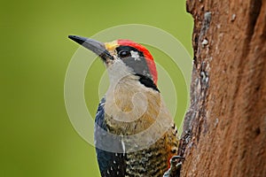 Woodpecker from Costa Rica, Black-cheeked Woodpecker, Melanerpes pucherani, sitting on the tree trunk with nesting hole, bird in