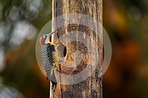 Woodpecker from Costa Rica, Black-cheeked Woodpecker, Melanerpes pucherani, sitting on the tree trunk with nesting hole, bird in