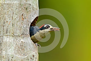 Woodpecker from Costa Rica, Black-cheeked Woodpecker, Melanerpes pucherani, sitting on the tree trunk with nesting hole, bird in t