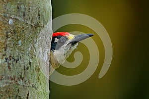 Woodpecker from Costa Rica, Black-cheeked Woodpecker, Melanerpes pucherani, sitting on the tree trunk with nesting hole, bird in t