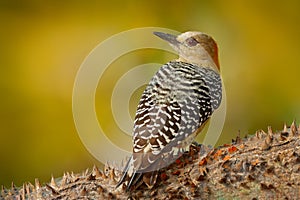 Woodpecker from Costa Rica, Hoffmann\'s Woodpecker, Melanerpes hoffmanni, sitting on the tree trunk with nesting hole, bird in the