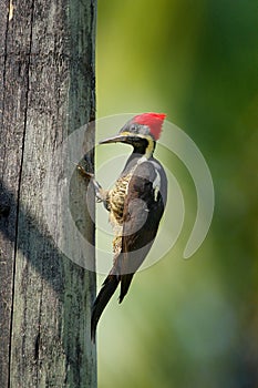 Woodpecker from Costa Rica, Lineated woodpecker, Dryocopus lineatus, sitting on branch with nest hole, bird in nature habitat, Cos photo